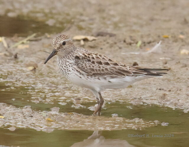 White-rumped Sandpiper