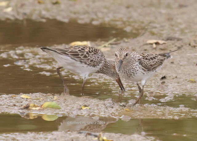 White-rumped Sandpiper