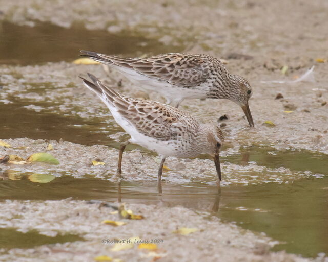 White-rumped Sandpiper