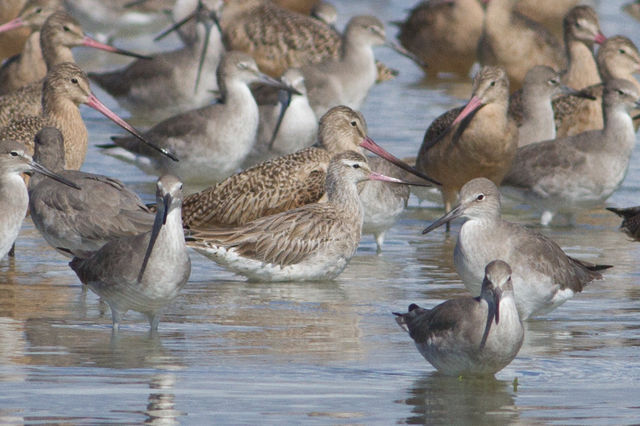 Bar-tailed Godwit