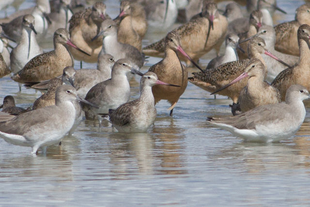 Bar-tailed Godwit