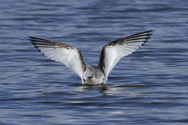 Black-legged Kittiwake