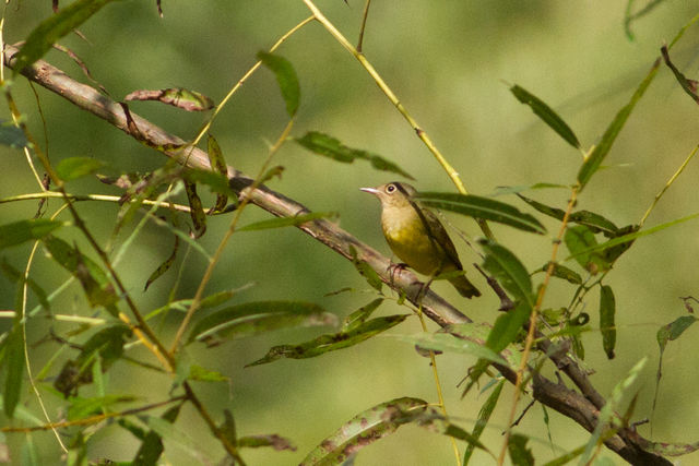 Connecticut Warbler