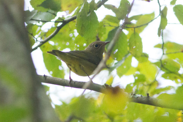 Connecticut Warbler