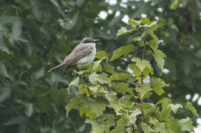 Gray Kingbird