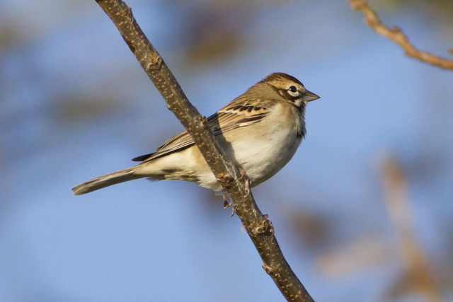 Lark Sparrow