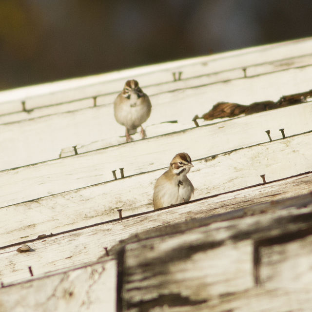 Lark Sparrow