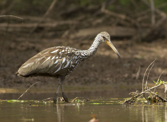 Limpkin