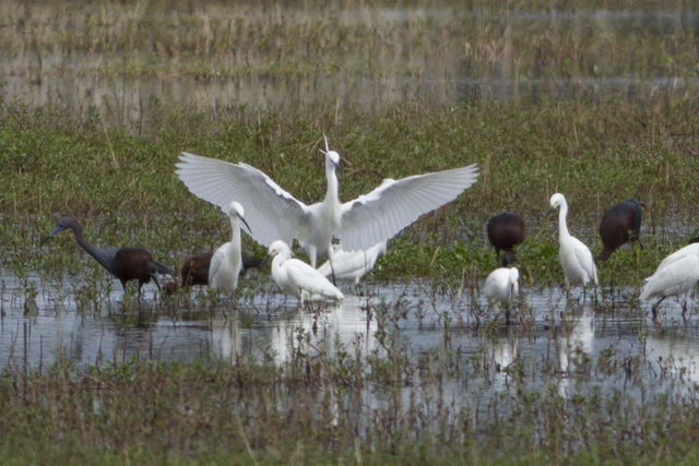 Little Egret