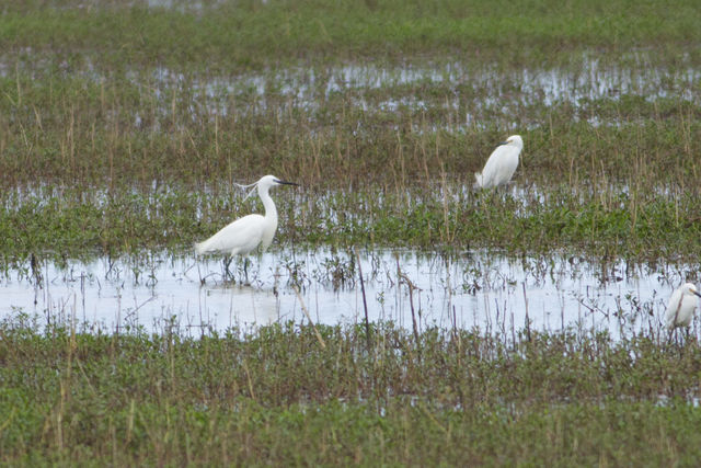Little Egret