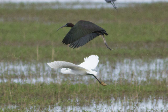 Little Egret