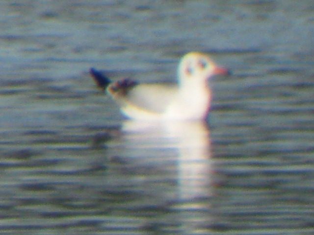 Black-headed Gull