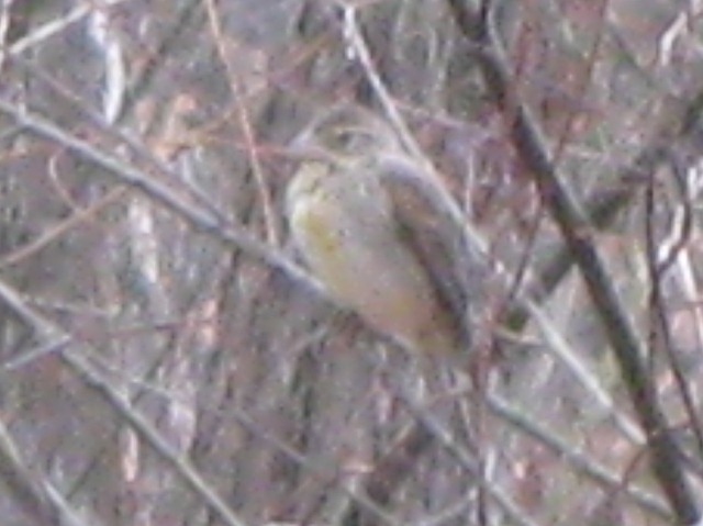 Dickcissel