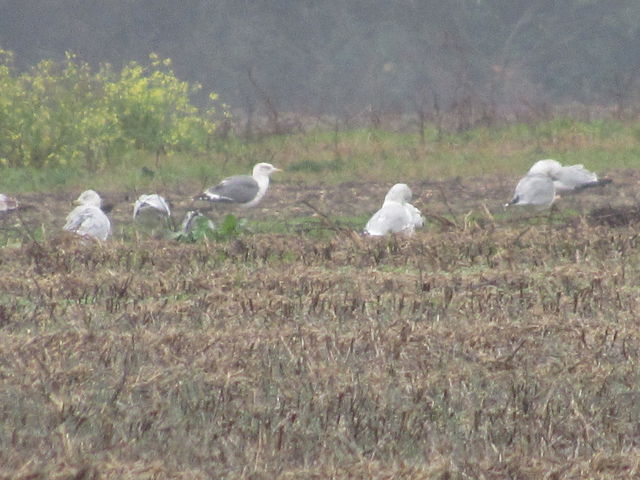 &ldquo;Mystery&rdquo; Gull