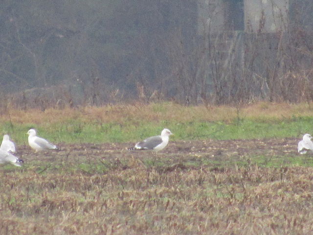 &ldquo;Mystery&rdquo; Gull