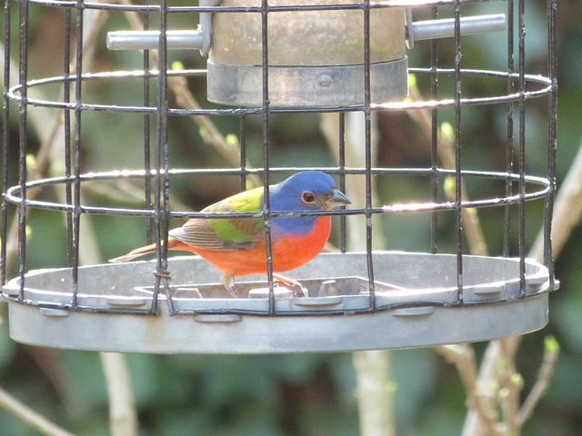 Painted Bunting