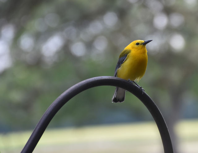 Prothonotary Warbler