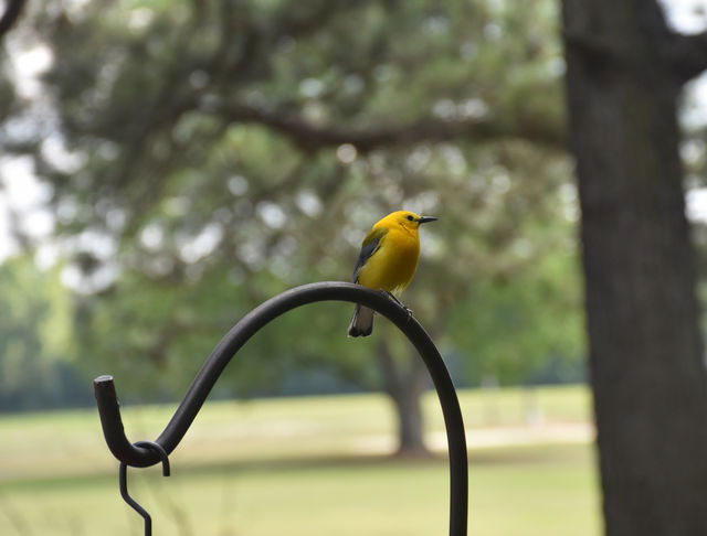 Prothonotary Warbler