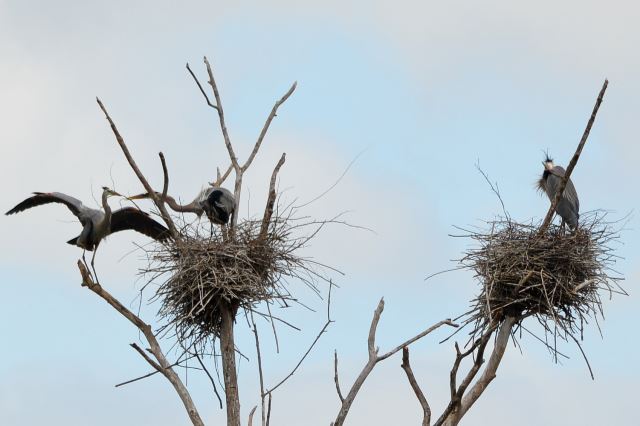 Great Blue Herons