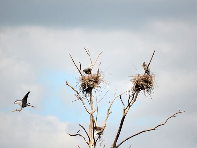 Great Blue Herons