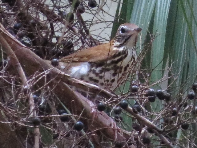 Wood Thrush