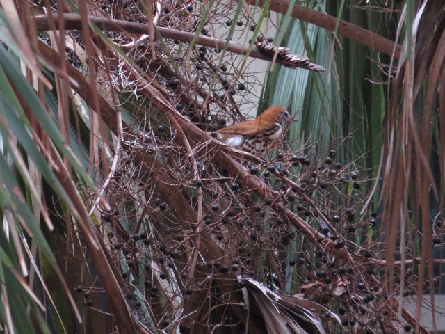 Wood Thrush