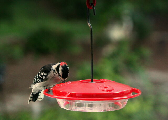 Downy Woodpecker