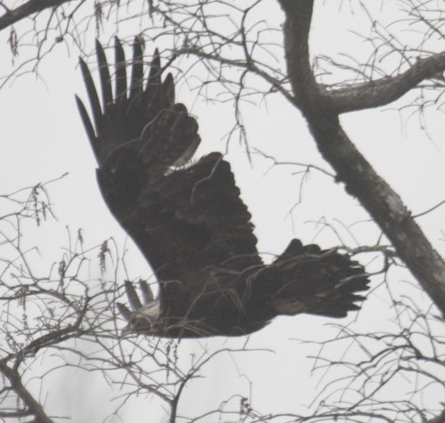 Golden Eagle