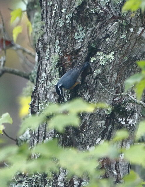 Red-breasted Nuthatch