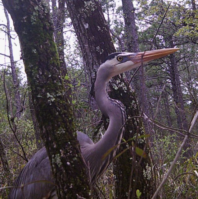 Great Blue Heron