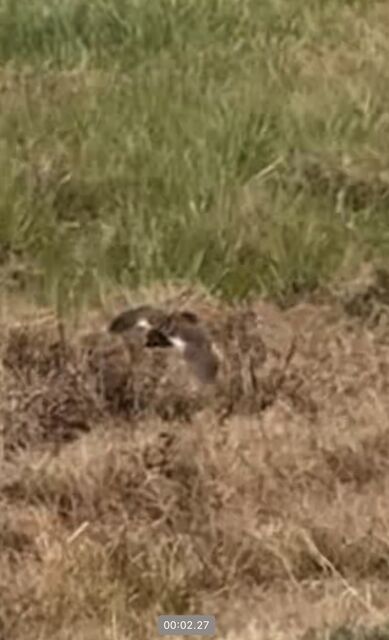 Yellow Rail