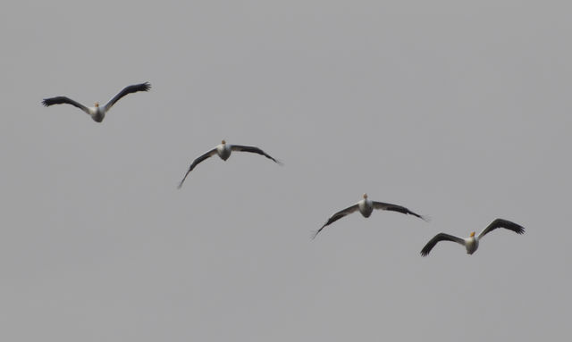 American White Pelican