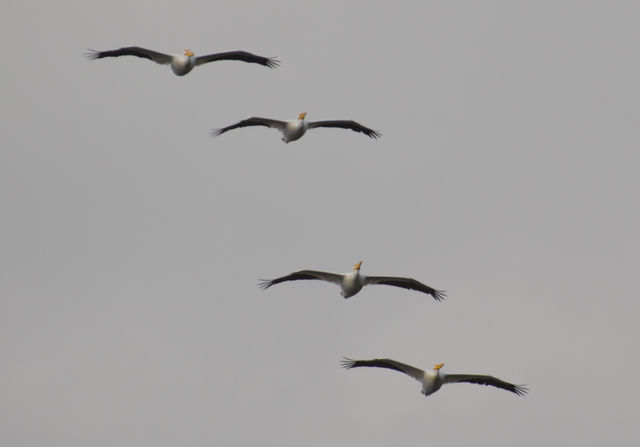 American White Pelican