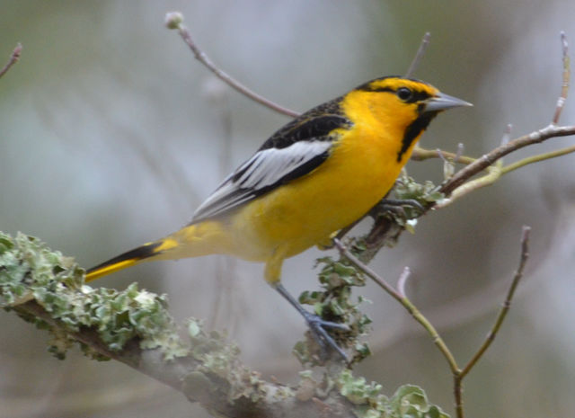Bullock's Oriole
