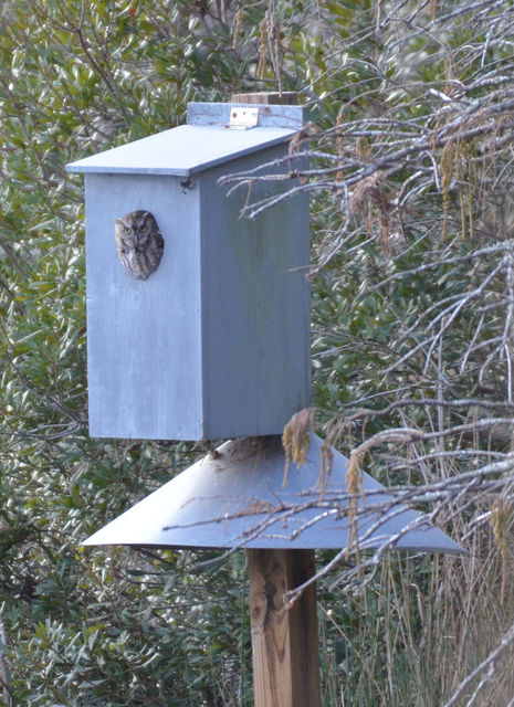 Eastern Screech-Owl