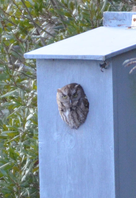 Eastern Screech-Owl