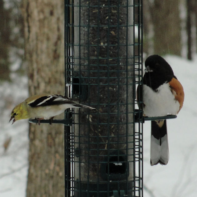 Eastern Towhee