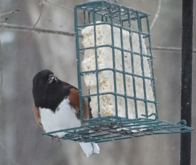 Eastern Towhee