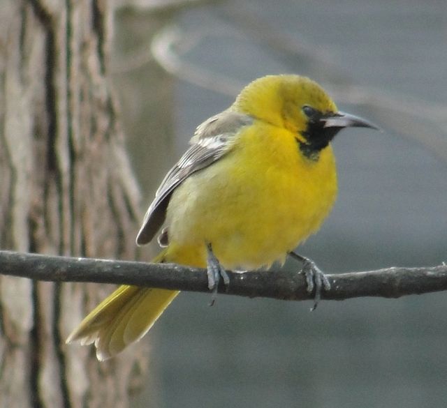 Hooded Oriole