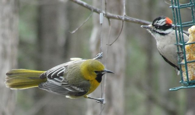Hooded Oriole
