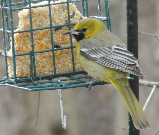 Hooded Oriole