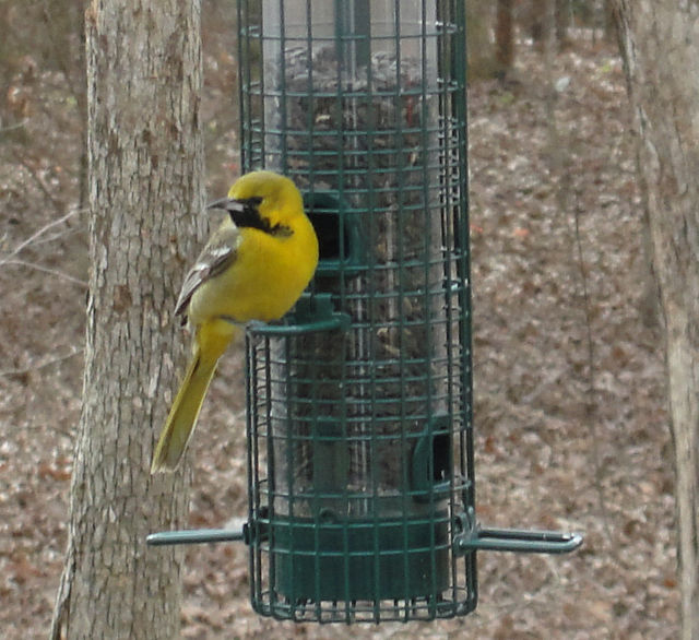 Hooded Oriole