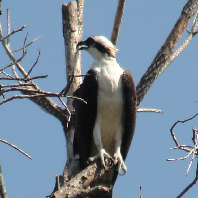 Osprey