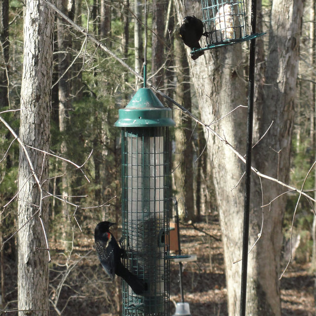 Red-winged Blackbird