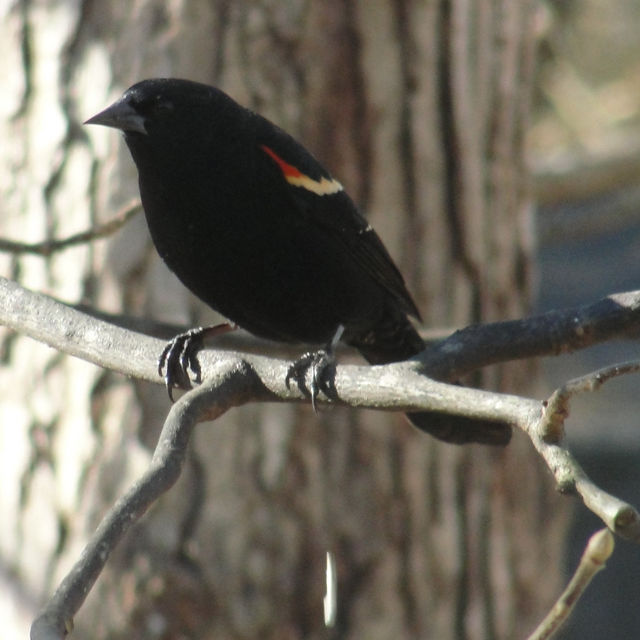 Red-winged Blackbird