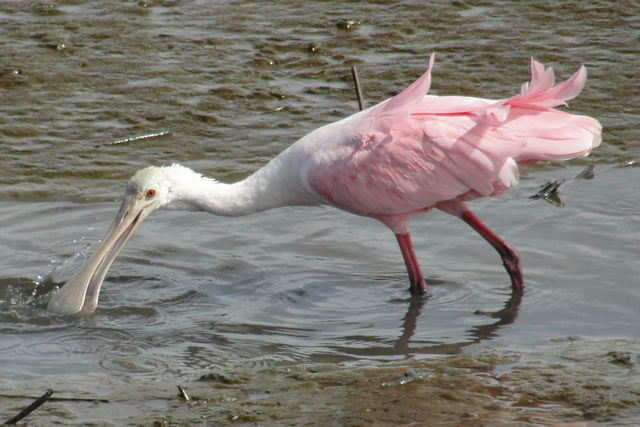 Roseate Spoonbill