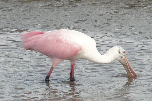 Roseate Spoonbill