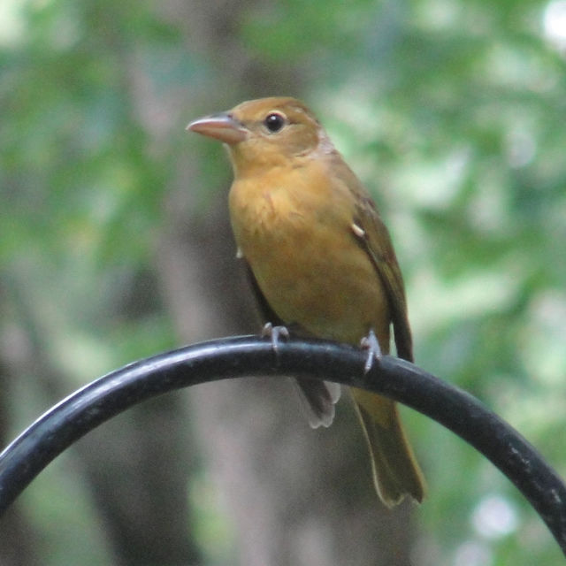 Summer Tanager