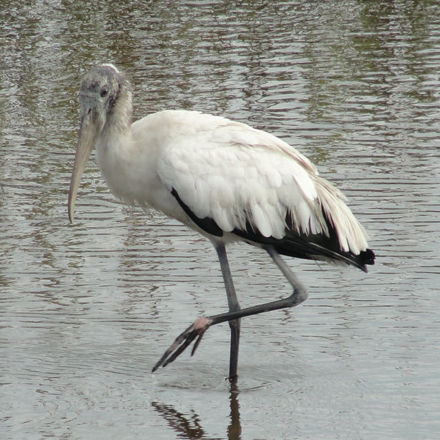 Wood Stork