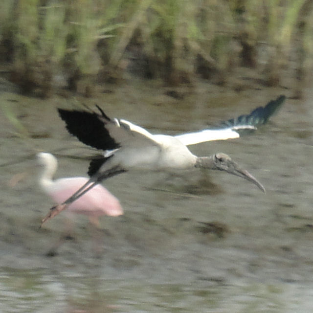 Wood Stork